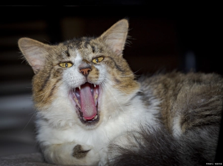 上海三大助孕机构排名榜（猫一直叫个不停烦死了什么原因）猫一直叫很烦想打死它，